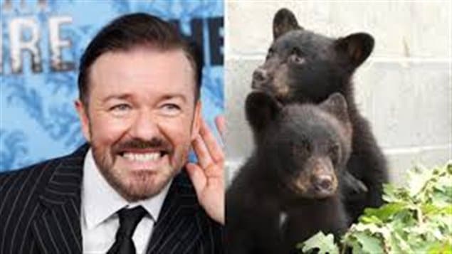 Why is this man not smiling? We have two photos. On the right is Ricky Gervais dressed in a fancy suit and tie. He is grimacing. He has dark hair and a bear. On the left we see the two bear cubs huddled together at their animal rehab centre.