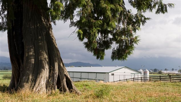 Clayburn Road Chicken Farm in British Columbia, one of 2700 chicken farmers across Canada monitoring the Trans Pacific Partnership negotiations.