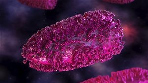 Doctors are hoping the Maraba virus(above) will be part of a combination that will go a long way to finding a cure for cancer. The virus is a deep rose colour and is oblong in shape.