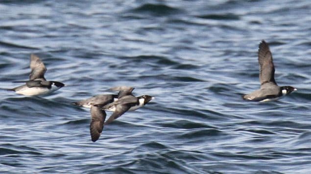 Ancient Murrelets, the research which analysed data from hundreds of other studies since 1950, showed a shocking decline in several seabird populations
