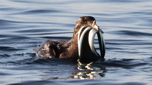 Rhinocerous Auklet eating forage fish. Part of the decline is due to human overfishing of the same types of fish many seabirds eat.