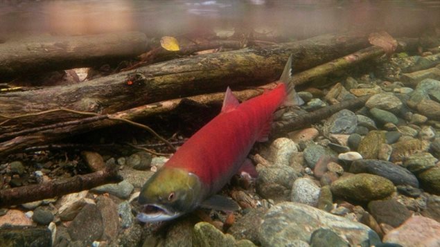 Many are concerned about the warm temperatures in B.C. rivers where salmon are about to start their annual spawning runs. Temperatures have been recorded as high as 19 degrees. Officials say at 20 degrees, salmon begin to be harmed or die.