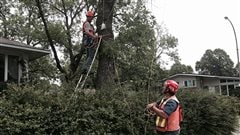 Des chercheurs inspectent les arbres touchés par l'agrile du frêne Des chercheurs inspectent les arbres touchés par l'agrile du frêne
