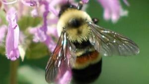 The rusty-patched bumble bee used to be one of the most common in southern Ontario and Quebec, but now are very rare.