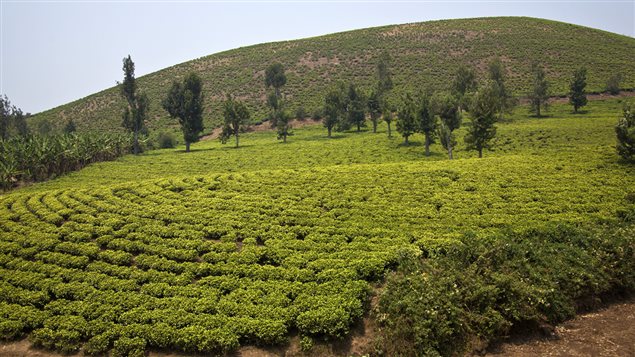 Plantation de thé sur une colline au Rwanda Plantation de thé sur une colline au Rwanda