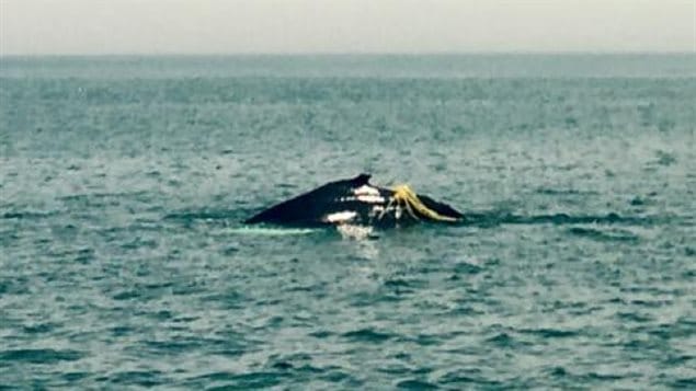 A whale watching crew and a rescue team tried to free an entangled humpback whale in the Bay of Fundy off the coast of Nova Scotia last week but the whale didn't cooperate.
