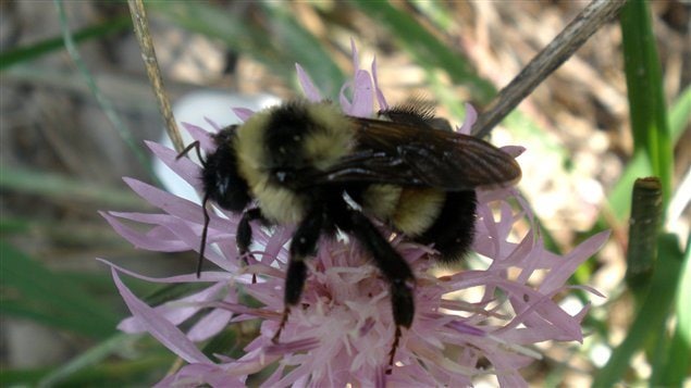 2009 photo of Rusty-patched bumblebee in Pinery Park. The folded wings mask the reddish patch, still partially visible  on its back