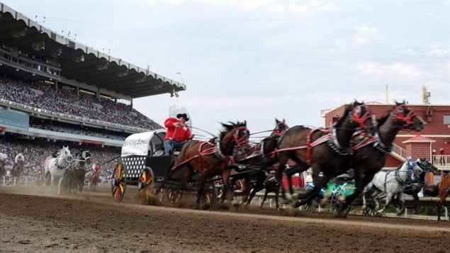 Four horses have now died after receiving injuries in this year's Rangeland Derby at the Calgary Stampede. We see a team of four horses pulling a chuckwagon in the foreground and another team to its left. The driver, dressed in red, is pulling the reigns. We see another team and some outriders up the track in front of a large grandstand.