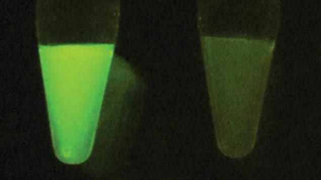 A small sample of a patient's blood, stool or urine with even a trace of a particular pathogen will cause the testing agent to glow (left) while a sample with no pathogen (right) remains dark. The technology has the potential to be adjsted and applicable to a wide variety of infections.