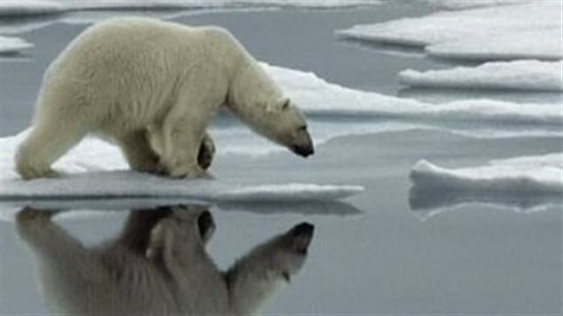 A non-binding international agreement was signed this month by Arctic nations to work towards preserving polar bears and their habitat
