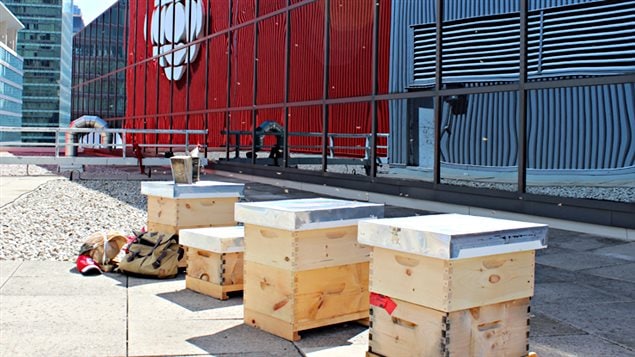 Le Centre de diffusion de Toronto abrite désormais quatre ruches contenant 20 000 abeilles chacune. Le Centre de diffusion de Toronto abrite désormais quatre ruches contenant 20 000 abeilles chacune.