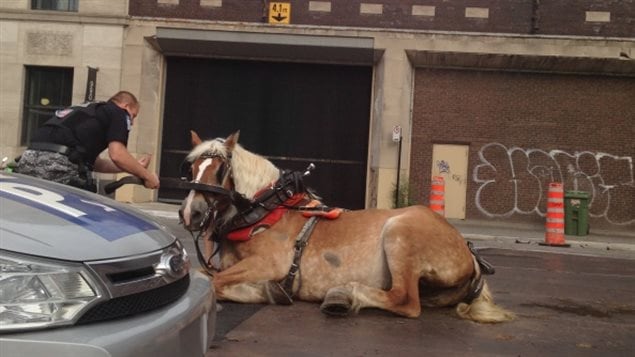 Tara Schulz a photographié un cheval qui peinait à se relever.