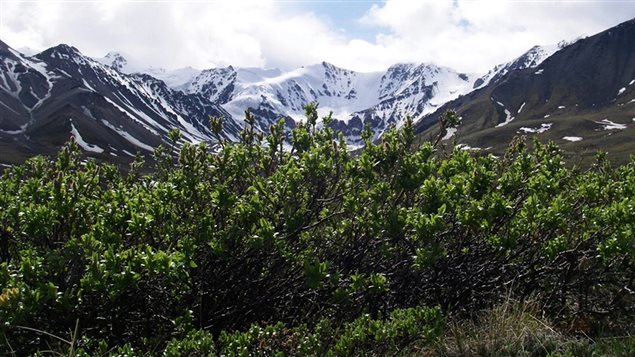 Willow shrubs growing near to their elevational limits in the mountains of the Kluane Region of the Yukon 