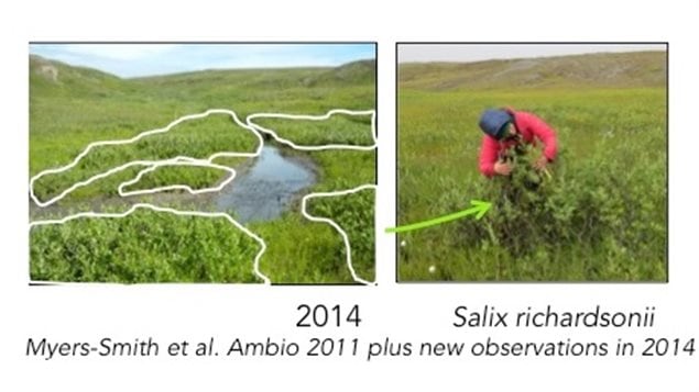 Showing further expansion of shrubs in 2014, and right shrub shows rapid 20cm growth in the 2014 summer.