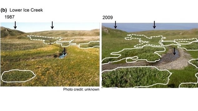 Lower Ice Creek on Herschell Island in the Yukon Arctic showing how a shrub S. richardsonii  has expanded its range over time.White lines indicate the boundaries of the patches, dotted white lines indicate areas of variable willow cover where patches cannot be determined from the photographs, and black arrows indicate features present between photographs. 