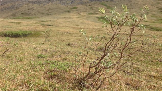 Tundra vegetation is being replaced by tall woody shrubs as summer temperatures in the Arctic continue to increase.  Some models suggest that half of the global tundra could be displaced by shrubs by 2100