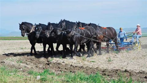 2010 Even with all the tractors, real horsepower remained  important on prairie farms throughout most of the 20th centure