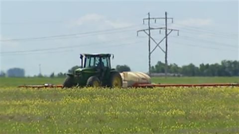 Neonicotinoids are sprayed on crops as shown here, or coated directly on the seeds. The plants, often corn or soy, then absorb the pesticide directly into the plant, its leaves, flowers and pollen. Bees take the pollen and nectar back to the hives.