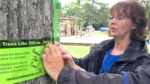  CIty forester Shelley Vescio wraps ribbons around ash trees in Vickers Park, in Thunder Bay, in northwestern Ontario.. The city wants to prevent the spread of the emerald ash borer. 