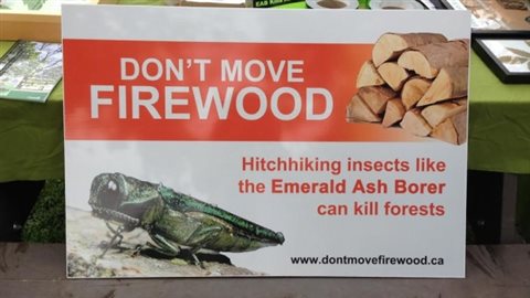 Experts say one of the most effective thing one can do to stop the spread of the emerald ash borer is to buy and burn local firewood. 