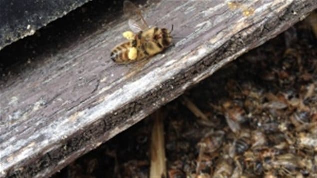 A bee succumbs at the dege of the hive, still loaded with pollen. Other dead bees litter the ground. David Schuit, owner of Saugeen Country Honey near Hannover, Ont., says he has lost more than 65 million bees over two years. 