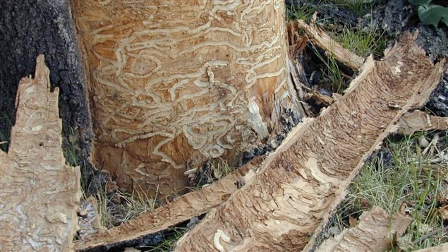 Bark stripped from a dead tree shows massive damage in the vital nutrient bearing area under the bark from tunnelling Ash borer larvae 