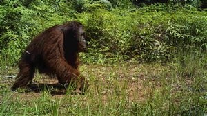 Loken says using camera traps which can identify individuals is a better way to estimate population numbers rather than inaccurate nest counts. Early estimates show there mey be far fewer orangs than thought.