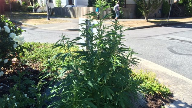 温哥华：大麻在街道交通环岛郁郁葱葱生长