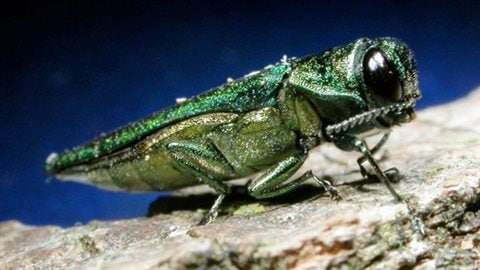 The invader, with no predators or diseases in North America, the Emerald ash borer has been greatly expanding its range into several US states and across southern Ontario and Quebec, killing millions of majestic ash trees.