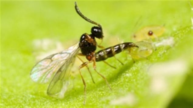 The parasitic wasp can kill aphids and other pests, like the emerald ash borer. It does so by laying its eggs inside its prey. The eggs hatch and the larvae eat the prey alive. 
