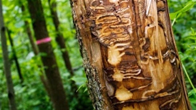 The emerald ash borer kills ash trees by blocking their sap circulation. Here you can see the path one of the insects carved into the trunk of an ash tree just below the bark,  This layer is like the veins and arteries of a tree, but chewing through it, circulation is cut off and the tree dies.. 