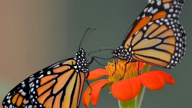 Wet weather and cold temperatures reduced the number of monarchs that made it to Ontario this year and slowed down the arrival of those that came, according to Chip Taylor of Monarch Watch.