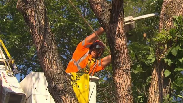 Montreal city workers using chainsaws are cutting down hundreds of ash trees this year in an attempt to stop the spread of the emerald ash borer