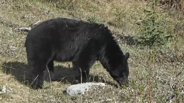 Un ours Un ours