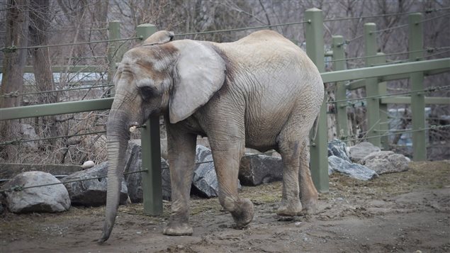 This photo taken on April 5, 2011 shows Iringa at the Toronto Zoo two years before she and two other elephants were moved to a California sanctuary.
