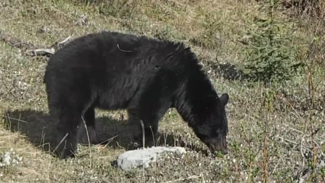 Parks Canada announced it will crack down on people who feed bears and other wildlife in national parks.