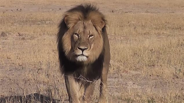 Le lion Cecil du Zimbabwe était reconnaissable à sa crinière noire.