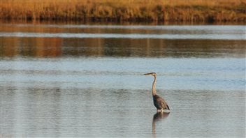 The Nature Conservancy of Canada will protect the area which is important for a variety of birds like the great blue heron.