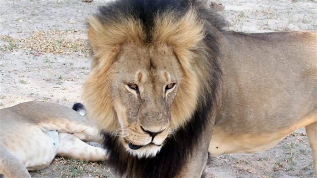 Cecil vivía en una reserva y era estudiado por científicos.