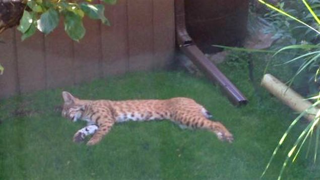 Un lynx s'est installé dans la cour arrière d'un couple de Calgary pour faire une sieste dimanche