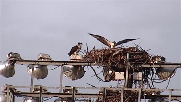 A screenshot of University of Victoria’s webcam shows the kind of view of an osprey family available online.