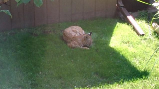 Le lynx s'ajuste pour rester à l'ombre durant sa sieste dans une cour arrière d'un couple à Calgary, dimanche.