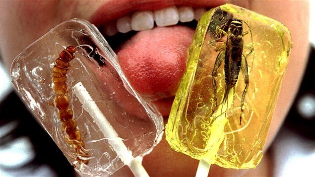 Une sucrerie d'été au Canada : des suçons aux coléoptères et criquets. 