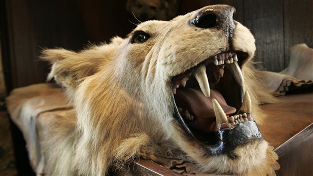 Air Canada will no longer carry big game trophies like this one that decorates a surface of The Explorers Club in New York. It was donated to the club by former U.S. president Theodore Roosevelt. From the left, We see a close-up of the face of a gold-coloured lion. His mouth his wide open and we see his teeth. We also see his right eye.