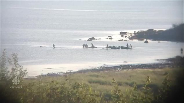 Rescuers worked feverishly Thursday to free a pod of pilot whales near Bayfield, Nova Scotia. We see a wide shot from a hill overlooking a bay. From afar we see about five or six rescuers working with about six whales. Some workers are bent over the whales. Others appear to be pulling ropes attached to the wheels to get them back to deep water.