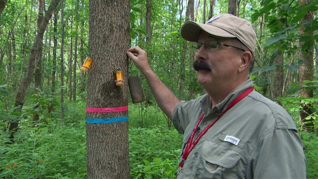 L'entomologiste Barry Lyons du ministère des Richesses naturelles du Canada