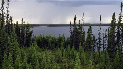 La forêt boréale au Québec