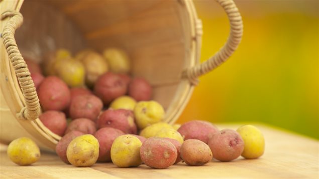 Des patates grelots. Des patates grelots.
