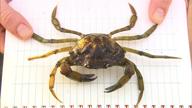 Le crabe vert, une des espèces envahissantes les plus nuisibles du monde, infeste les eaux côtières canadiennes. Le crabe vert, une des espèces envahissantes les plus nuisibles du monde, infeste les eaux côtières canadiennes.