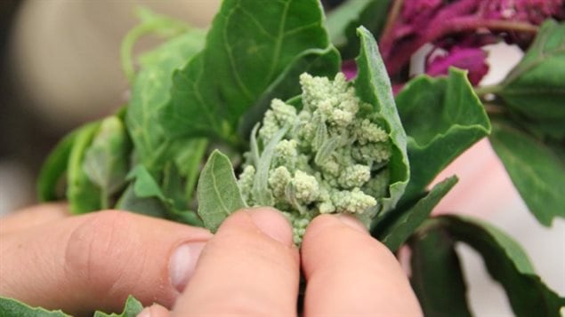 Du quinoa dans une exploitation agricole